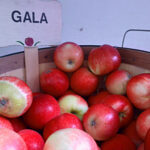 Cornell Apple Orchards