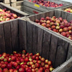 Cornell Apple Orchards
